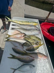 Fresh caught fish displayed on ice including Bar Jack, Mahi Mahi, and Yellowfin from Little Torch Key FL fishing trip