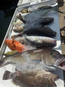 Fresh caught fish displayed on ice in cooler from Little Torch Key FL fishing trip