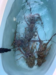 Lobster fishing in Florida anyone? Join our trips!