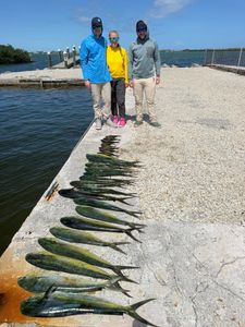 Long row of fresh caught mahi mahi fish lined up on dock in Little Torch Key FL
