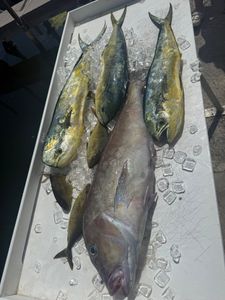 Fresh caught mahi mahi and other fish on ice in cooler from Little Torch Key FL fishing trip