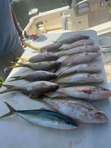 7 rainbow runner fish caught during fishing in Little Torch Key