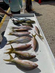 Seven king mackerel caught while fishing in Florida