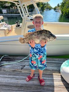 A tripletail fish caught by a person in Little Torch Key