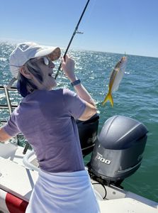 Yellowfin fish caught on fishing rod in Little Torch Key FL waters