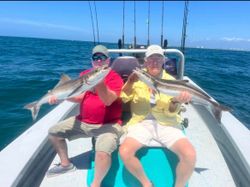 Two Cobia fish caught while fishing in Florida
