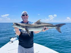 Cobia fish caught in Sarasota while fishing in the water