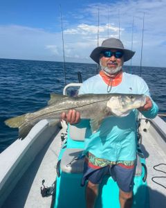 Snook, a 28-inch saltwater fish, caught by a fisherman in Sarasota, Florida