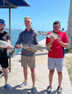 Fresh Snook trio—hooked up!