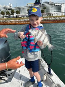 Striped Sheepshead—kid proud!