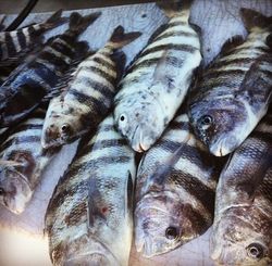 Sheephead Catch