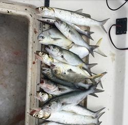Blue fish, ladies, jacks & pompano catch!