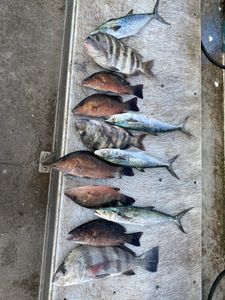 Solid haul—Mackerel, Snapper, and Sheepshead!