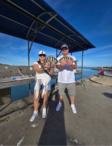 Sheepshead catch shining under blue Florida skies.