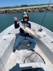 Cool Snook—shoreline action!