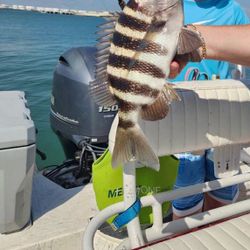 Striped! Solid Sheepshead catch.