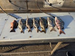 Stacked! Sheepshead and Snapper.