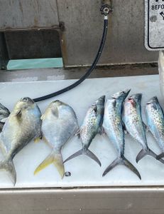 Vibrant haul—Pompano and Mackerel!