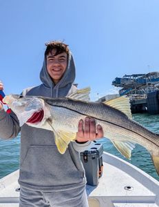 Massive Snook landed in Port Canaveral!