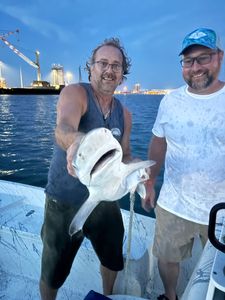 Bonnethead Shark fishing at Port Canaveral