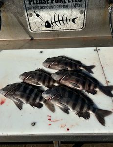 Sheepshead and Barred Sand Bass caught fishing in Port Canaveral