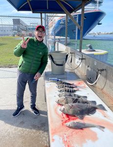 Florida fishing with Sheepshead and Black Drum.
