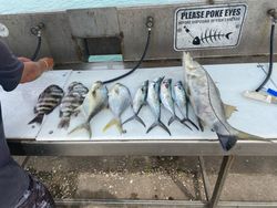 Stacked haul—Sheepshead, Pompano, Mackerel, Snook!