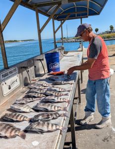 5 fish caught while fishing in FL