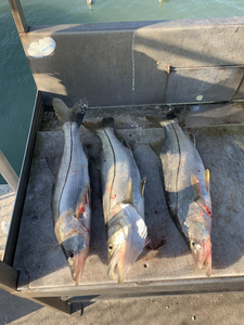 Epic! Triple Snook catch from Florida fishing 