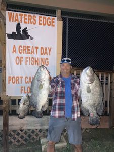 Two massive tripletail fish caught in FL