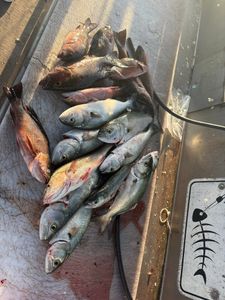 Fresh caught bluefish displayed on boat deck after fishing trip in Port Canaveral Florida