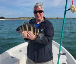 Sheepshead fish caught while fishing in Port Canaveral FL waters