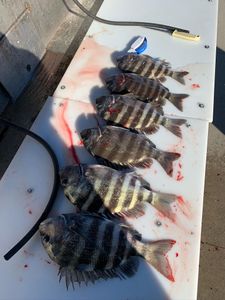 Six sheepshead fish laid out on white boat cleaning station at Port Canaveral FL