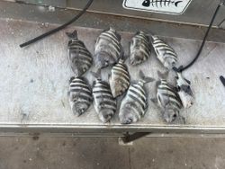 Fresh caught sheepshead fish displayed on boat deck at Port Canaveral FL