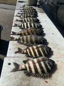 Fresh caught sheepshead fish lined up on cleaning table at Port Canaveral FL fishing charter
