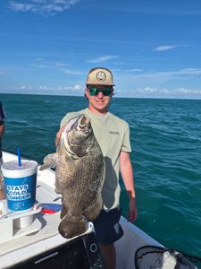 Tripletail fish caught while fishing in Port Canaveral FL waters