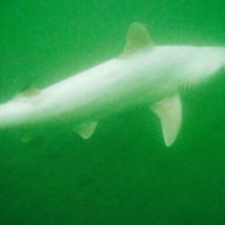 Sandbar shark fishing in FL