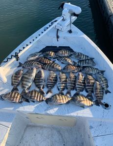 Sheepshead fish caught in FL