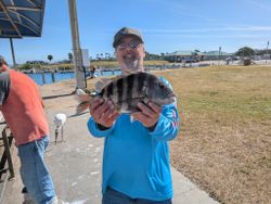 Sheepshead fish caught while fishing in Port Canaveral