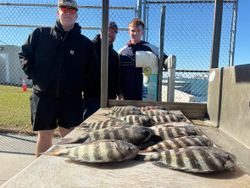 Two sheepshead fish caught by three people at Port Canaveral