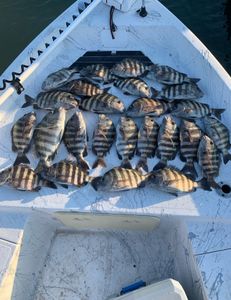 Eight sheepshead fish caught in the waters of Port Canaveral