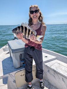 Sheepshead fish caught in Port Canaveral