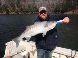 Heavy-Weight Striper in Lake Allatoona 