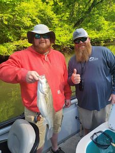 Lake Allatoona Striped Bass