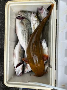 Freshwater Fishing In Georgia