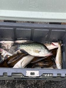 Hooked Plenty of Fish in Lake Allatoona