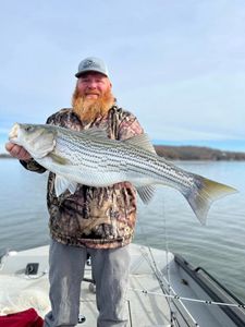 Hooked a Large Striper in Lake Allatoona