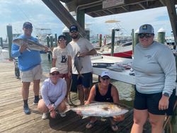 3 Florida Pompano, each measuring 37 inches, caught while fishing in AL