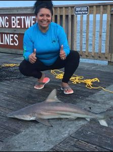 Blacktip shark fishing in AL