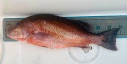 Grey snapper caught fishing in Daytona Beach Florida displayed on measuring board